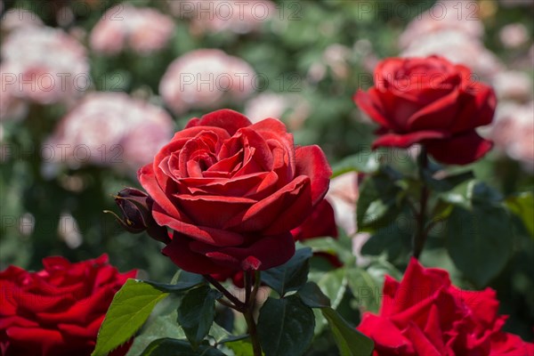 Blooming beautiful colorful roses in the garden background