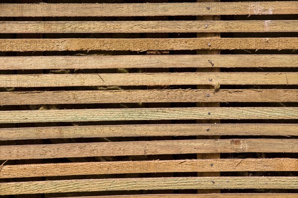 Texture details of an old wooden plunks as background