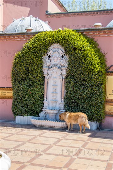 Homeless stray dogis in the street as lonely concept