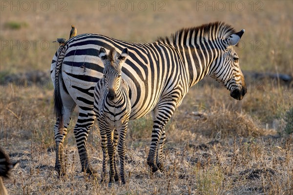 Plains Zebra of the subspecies crawshay's zebra