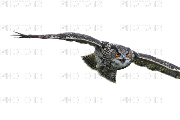 Close up of Eurasian eagle-owl