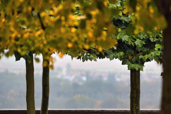 Autumnally coloured trees on the castle terrace