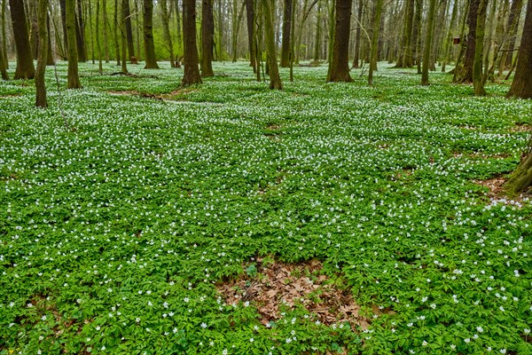 The Lasker Auenwald nature reserve in the Sorbian settlement area in spring