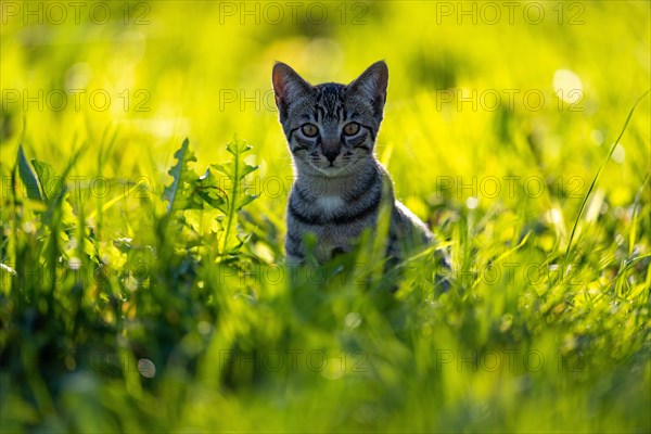 European domestic cat