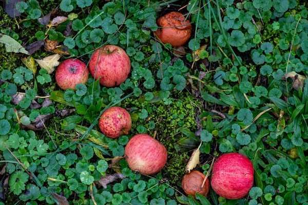 Fallen fruit in the grass