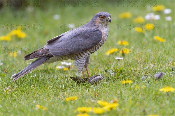 Eurasian sparrowhawk