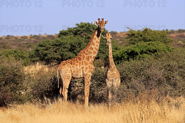 Southern giraffe