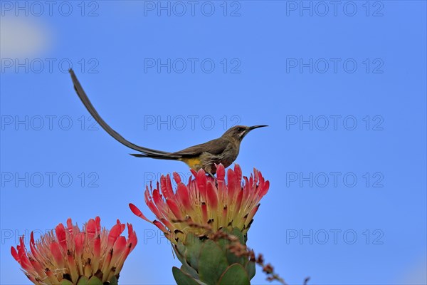 Cape sugarbird