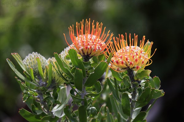 Pincushion Protea