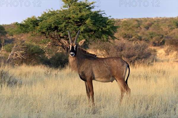 Roan antelope