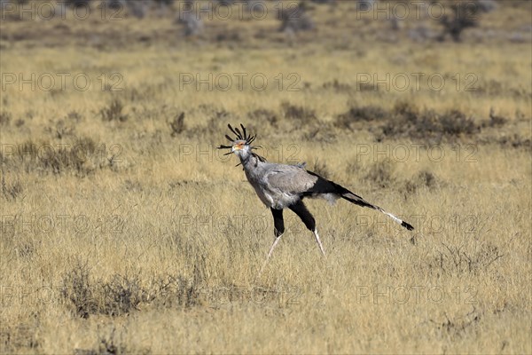 Secretary bird