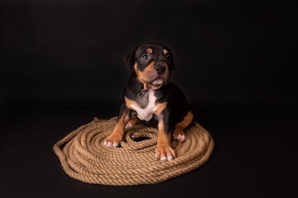 Puppy American Pit Bull Terrier sitt on a jute cord on black background in studio