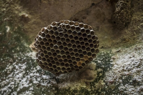 Wasps nest near Sang Chan waterfall in National Park
