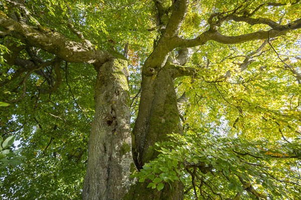 Old copper beech