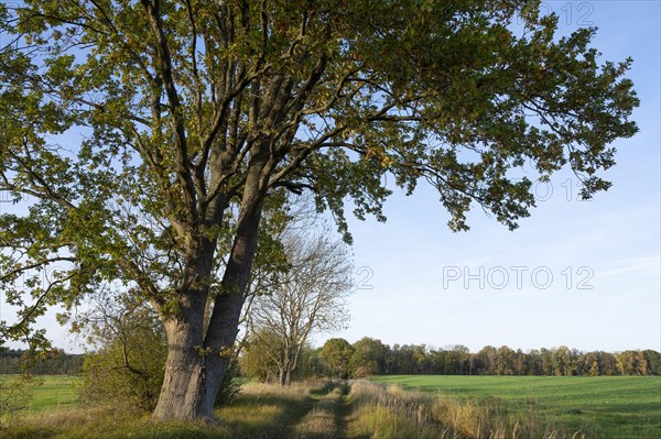 English oak