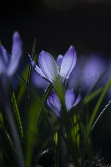 Purple spring crocus