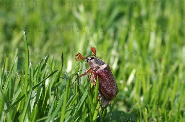 Field cockchafer