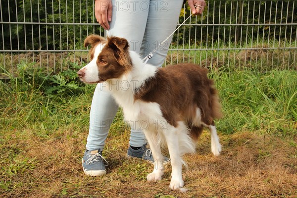 Dog Show. Rybnik