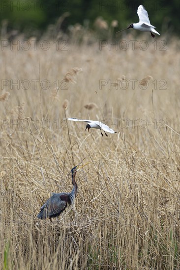 Purple heron