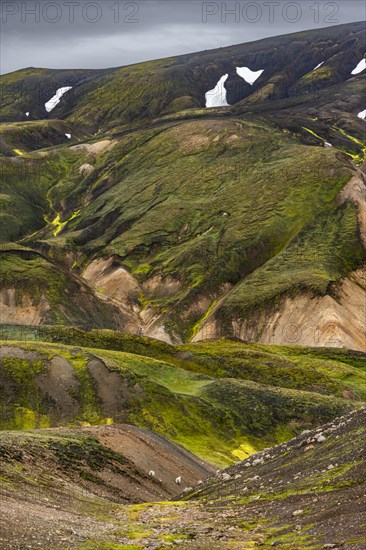 Colourful moss-covered rhyolite mountains