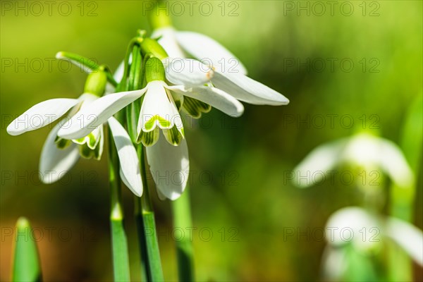 Snowdrop