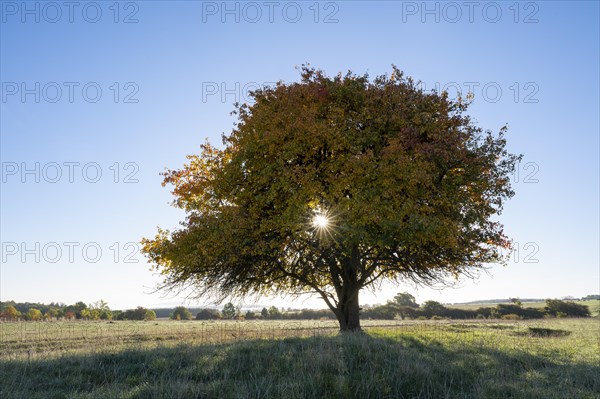 European pear