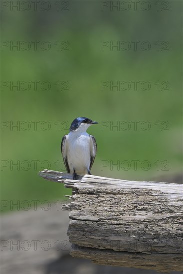 White-winged Swallow