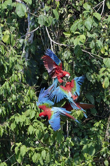 Red-and-green Macaws