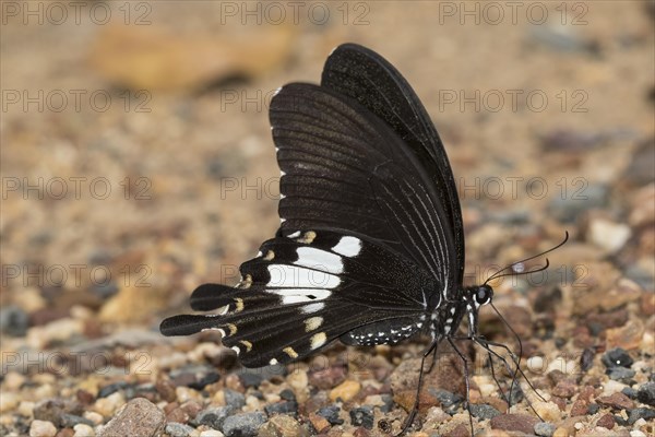 Common mormon