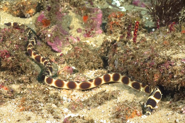 Spotted snake eel