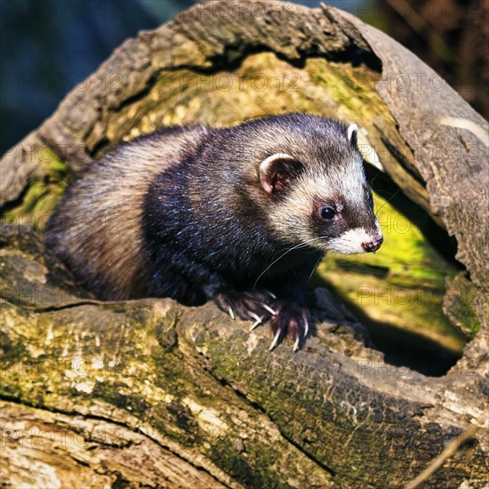 European polecat