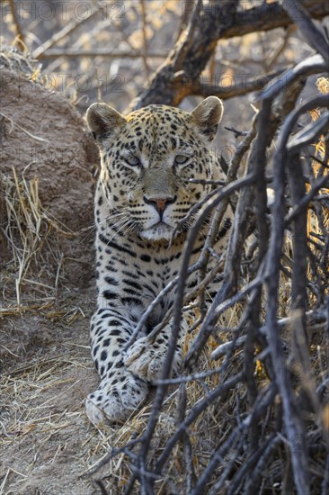 African leopard