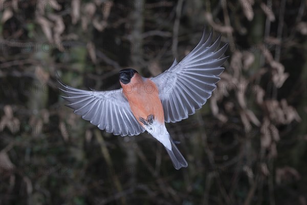 Eurasian bullfinch