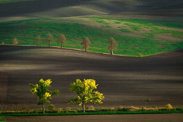 The famous oak alley of the Moravian fields in the golden hour. Czech Republic