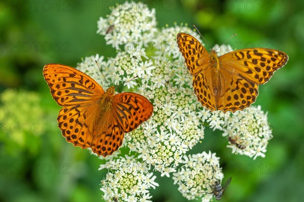 Two Silver-washed Fritillary