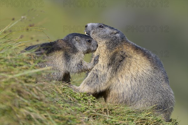 Alpine marmot