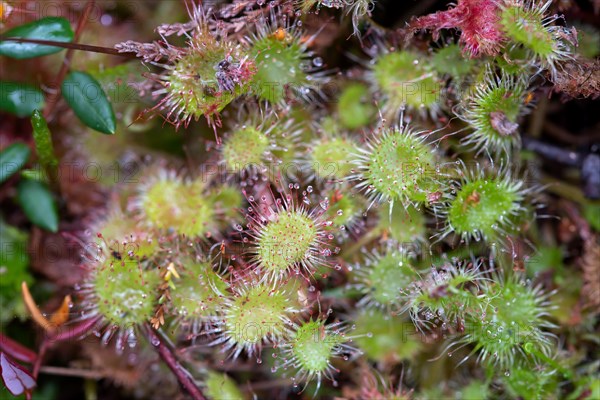 Common sundew