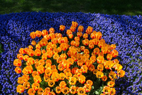 Blooming colorful tulip flowers in garden as floral background