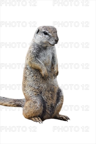 Cape ground squirrel