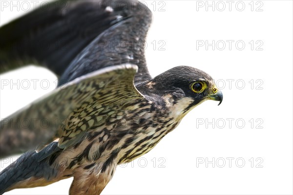 Eurasian hobby