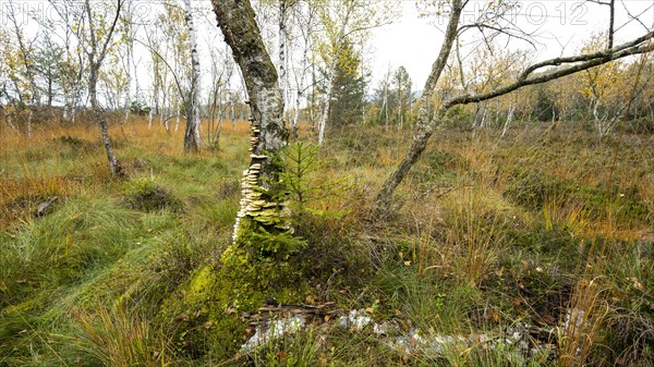 Autumn in the Kendlmuehlfilzen high moor