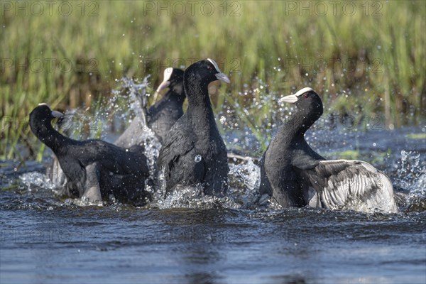 Coot