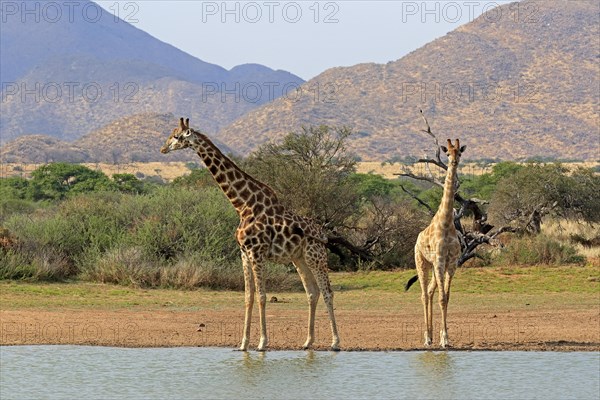 Southern giraffe