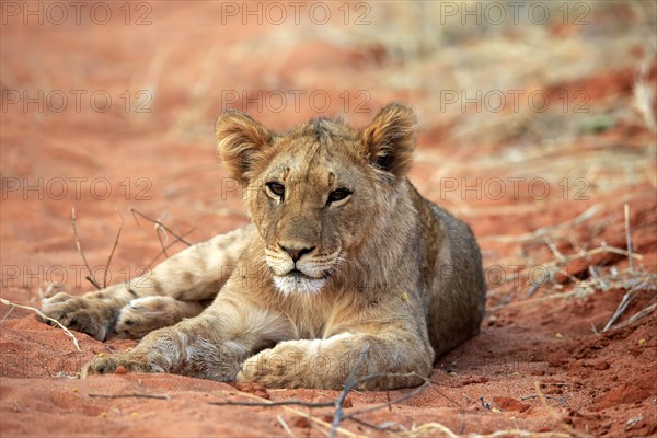 Lion