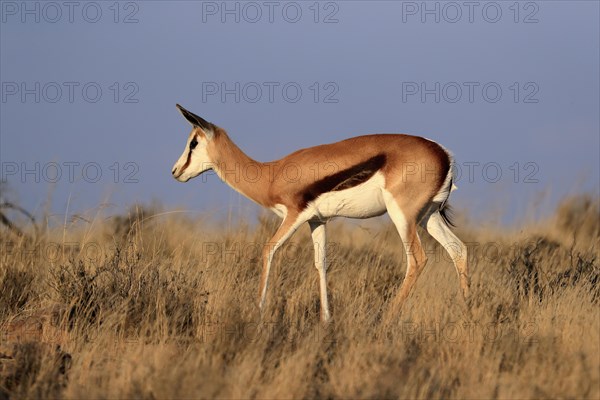 Springbok