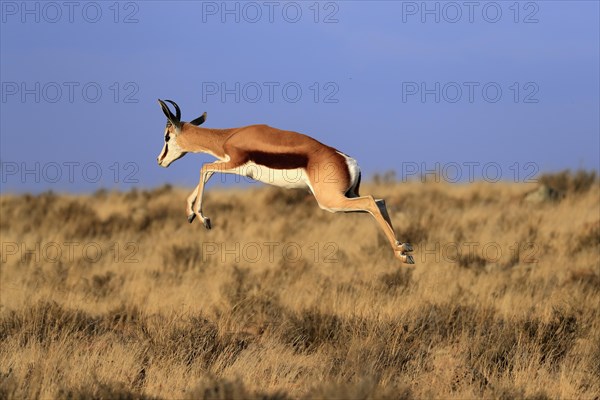 Springbok