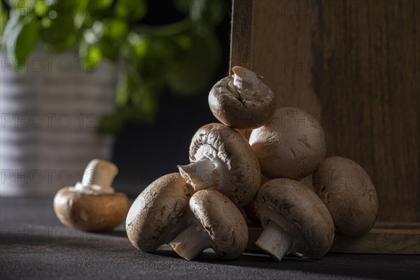 Fresh common mushrooms
