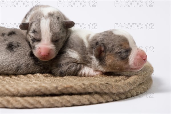 Ten days old excellent puppies of the Welsh Corgi Pembroke