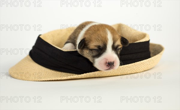 Ten days old puppies of the Welsh Corgi Pembroke