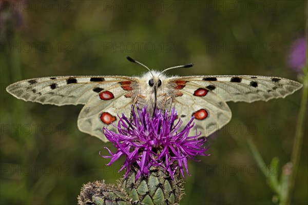 Apollo butterfly with open wings sitting on purple flower sucking looking from the front